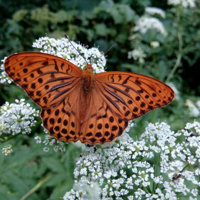 Argynnis paphia (perleťovec stříbropásek), Ríšova studánka