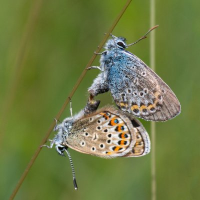Plebejus argus (modrásek černolemý), PP Černice