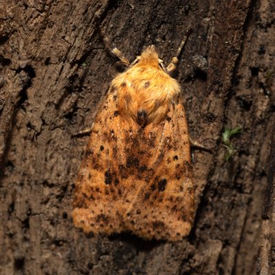 Conistra rubiginea (zimovnice rezavá), Podkomorské lesy, Kopeček