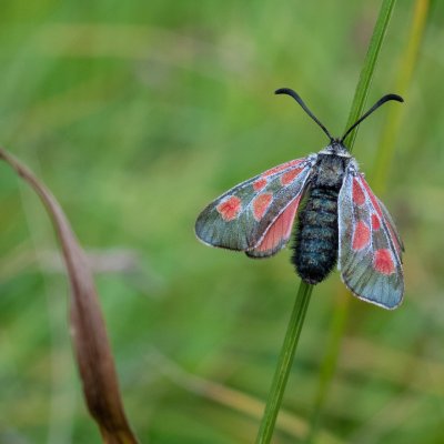 Zygaena exulans (-), CH, Aletschhorn