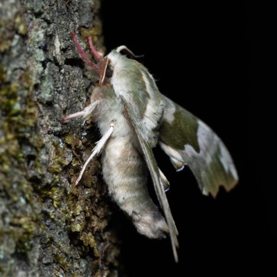 Mimas tiliae (lišaj lipový), Augšperský potok