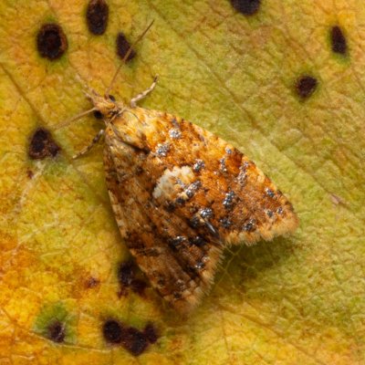 Pseudargyrotoza conwagana (-), PP Kamenný vrch u Kurdějova