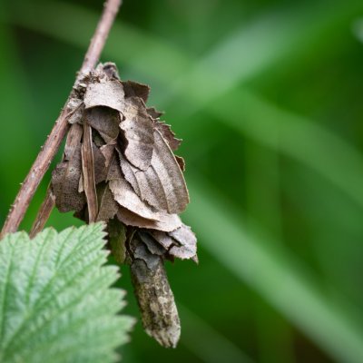 vakonoš, Augšperský potok