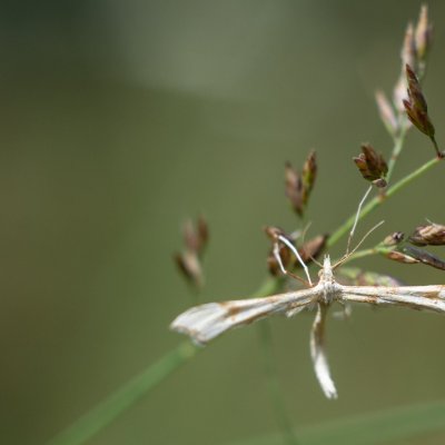 Gillmeria ochrodactyla (pernatuška vratičová)?, Kývalka