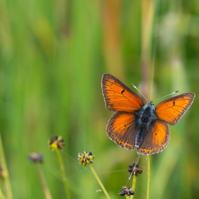 Lycaena hippothoe (ohniváček modrolemý), SK, Štôla