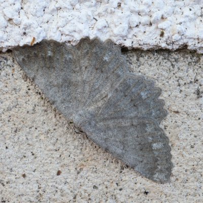 Dicrognophos sartata (-), HR, Jablanac