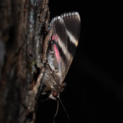 Catocala coniuncta (-), HR, Krasno