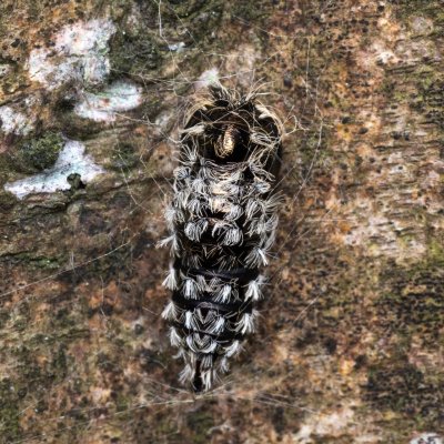 Lymantria monacha (bekyně mniška), NPP Jeskyně Pekárna