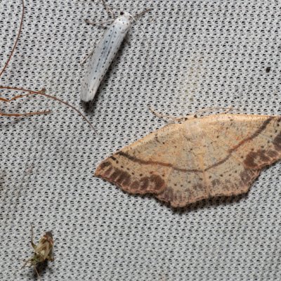 Cyclophora punctaria (očkovec dubový), Hrabětice
