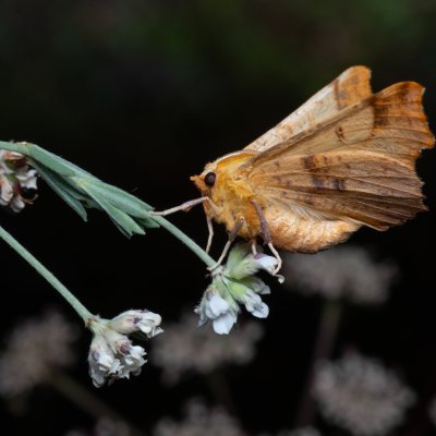 Ennomos autumnaria (zejkovec podzimní), PP Kamenný vrch u Kurdějova