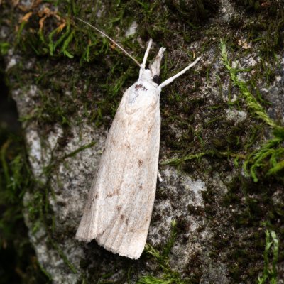 Calamotropha paludella (travařík bělavý), NPP Jeskyně Pekárna