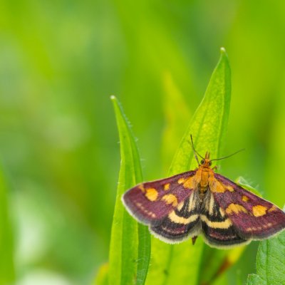Pyrausta purpuralis (zavíječ purpurový), NPP Švařec