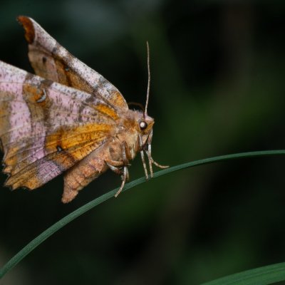 Selenia tetralunaria (zejkovec čtyřměsíčný), Žebětín