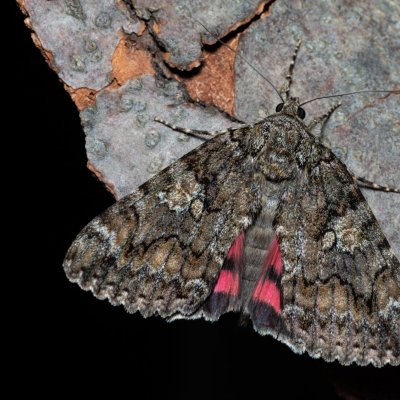 Catocala sponsa (stužkonoska dubová), Žebětín