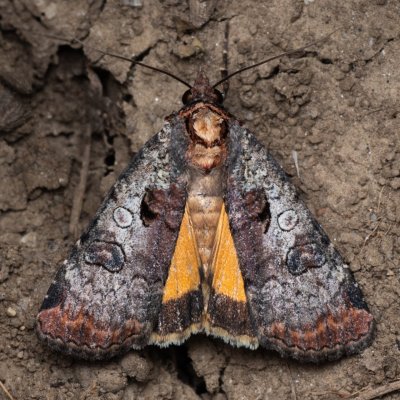 Epilecta linogrisea (osenice žlutošedá), PP Na cvičišti