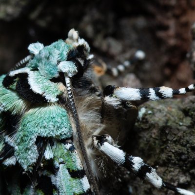 Griposia aprilina (pestroskvrnka zelenavá), Žebětín