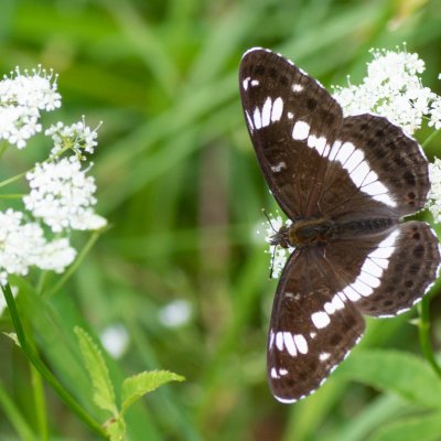 Limenitis camilla (bělopásek dvouřadý), SK, Štôla