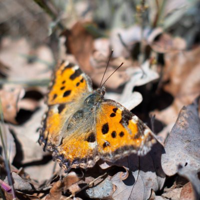 Nymphalis polychloros (babočka jilmová), PR Kamenný vrch