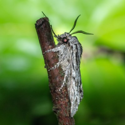 Asteroscopus sphinx (dřevobarvec pozdní), Kývalka