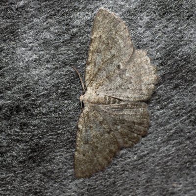 Charissa sp., Lysá hora u Ochozu