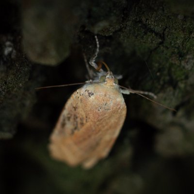 Noctua fimbriata (osenice zemáková), Žebětín
