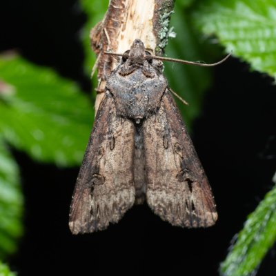 Agrotis ipsilon (osenice ypsilonová), Augšperský potok
