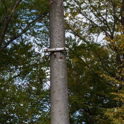 Nymphalis polychloros (babočka jilmová), Jelení žlíbek