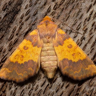 Tiliacea aurago (zlatokřídlec bukový), Kývalka