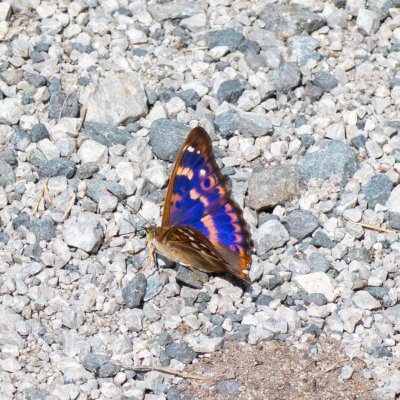 Apatura ilia (batolec červený), SK, Štôla