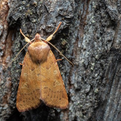 Agrochola helvola (polnice hnědá), Žebětín
