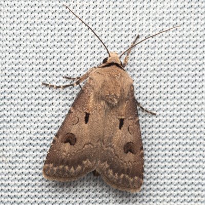 Agrotis exclamationis (osenice vykřičníková), Hády