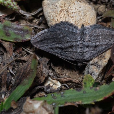 Rhoptria asperaria (-), GR, Arakli, Korfu