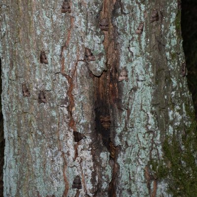 Amphipyra pyramidea (blýskavka ořešáková), Žebětín