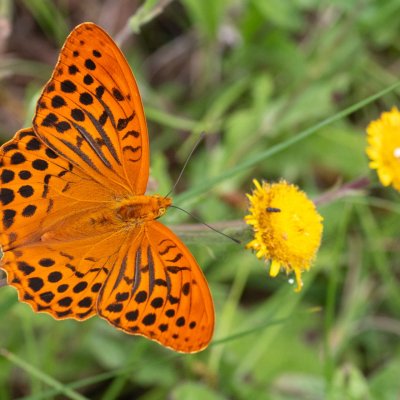 Argynnis paphia (perleťovec stříbropásek), GR, Ano Garounas, Korfu
