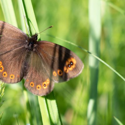 Erebia medusa (okáč rosíčkový), PP Obůrky - Třeštěnec