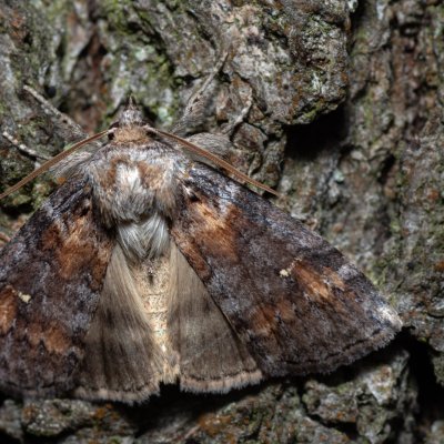 Cymatophorina diluta (můřice podzimní), PP Milovická stráň