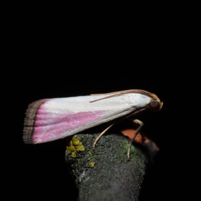 Eurhodope rosella (zavíječ zardělý), PP Skalky u Sedlece