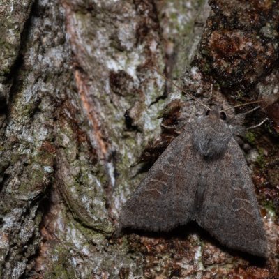 Parastichtis suspecta (blýskavka nivní), Hrušovany u Brna