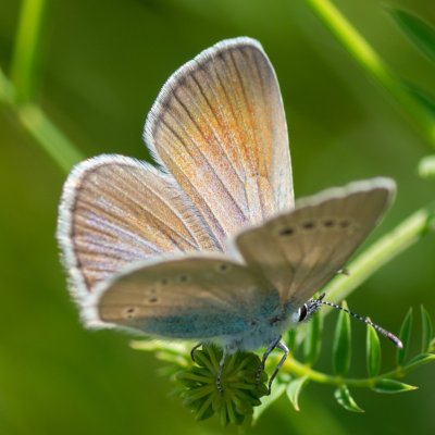 Glaucopsyche alexis (modrásek kozincový), PR Kamenný vrch