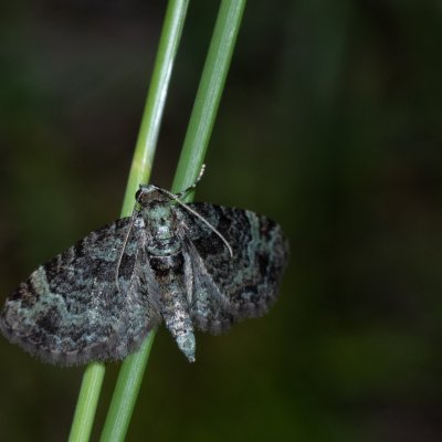 Pasiphila rectangulata (píďalička jabloňová), NPP Stránská skála