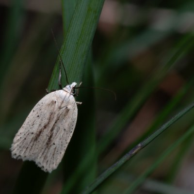 Agonopterix pallorella (-), Havranické vřesoviště