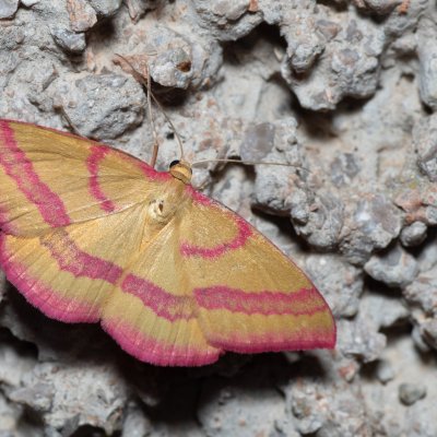 Rhodostrophia calabra (žlutokřídlec balkánský), HR, Jablanac