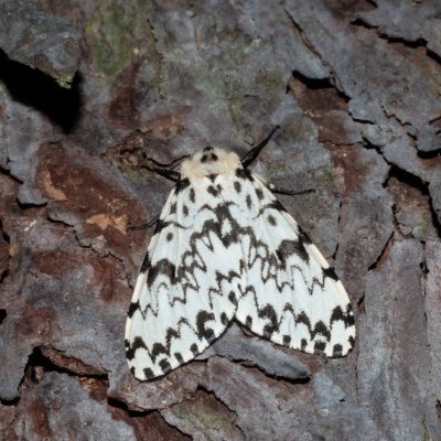 Lymantria monacha (bekyně mniška), Žebětín