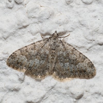 Coenotephria ablutaria (-), HR, Jablanac