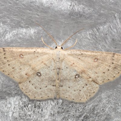 Cyclophora albipunctata (očkovec olšový), Augšperský potok