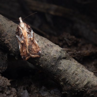 Acleris cristana (-), PR Studnické louky
