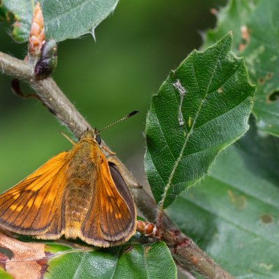 Ochlodes sylvanus (soumračník rezavý), HR, Babić Siča, Velebit