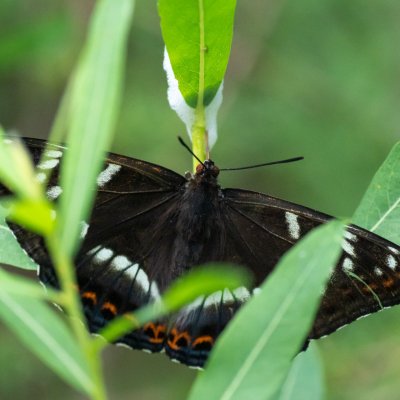 Limenitis populi (bělopásek topolový), SK, Štôla