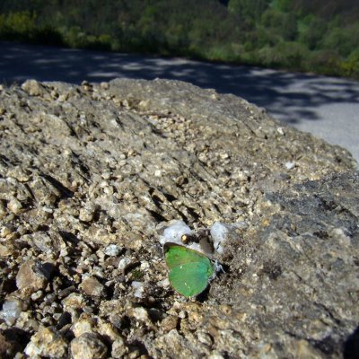 Callophrys rubi (ostruháček ostružinový), NP Podyjí, Šobes