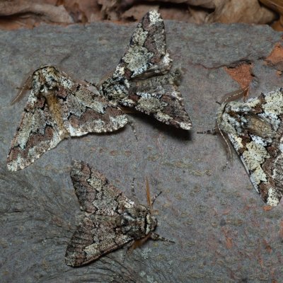 Biston strataria (drsnokřídlec lipový), Kývalka